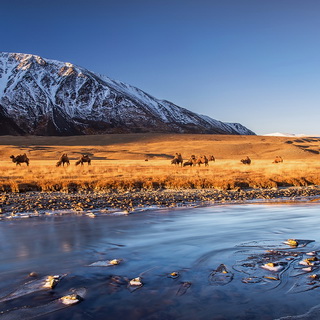Altai Tavan Bogd - Sunrise - Camels